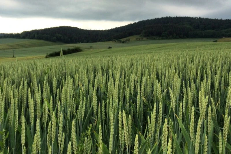 Gluten & Flour Research